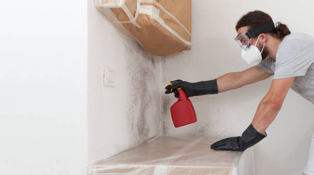 Professional Attic Mold Remediation technician working in Loveland, CO